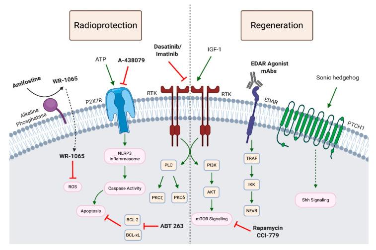 https://cdn.ncbi.nlm.nih.gov/pmc/blobs/1ee5/7767137/556aa6316201/jcm-09-04095-g004.jpg