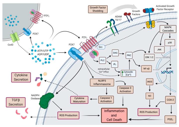 https://cdn.ncbi.nlm.nih.gov/pmc/blobs/1ee5/7767137/632b63bbd4df/jcm-09-04095-g003.jpg