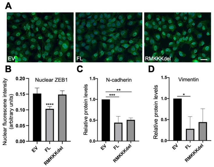 https://cdn.ncbi.nlm.nih.gov/pmc/blobs/1ee6/8230654/adf4bb027185/biology-10-00521-g006.jpg