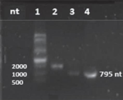 https://cdn.ncbi.nlm.nih.gov/pmc/blobs/1ee7/6855080/49f762fc6a5a/BMRI2019-4630891.001.jpg