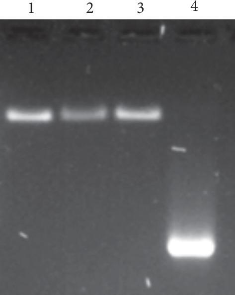 https://cdn.ncbi.nlm.nih.gov/pmc/blobs/1ee7/6855080/c4e0851481bd/BMRI2019-4630891.002.jpg