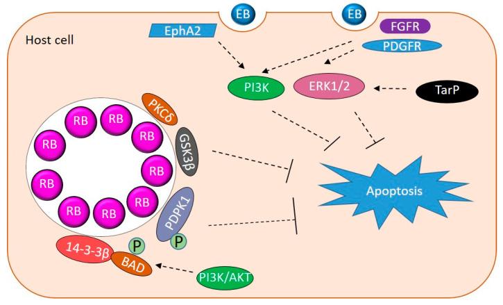 https://cdn.ncbi.nlm.nih.gov/pmc/blobs/1ee7/7763869/a5c12df40024/pathogens-09-01034-g002.jpg