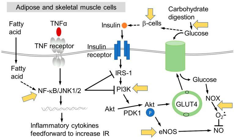 https://cdn.ncbi.nlm.nih.gov/pmc/blobs/1eeb/7602234/bf6a4e24329c/nutrients-12-03135-g001.jpg