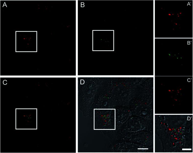 https://cdn.ncbi.nlm.nih.gov/pmc/blobs/1ef3/9079363/32a4a4e7727c/c8ra00210j-f7.jpg