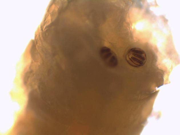 https://cdn.ncbi.nlm.nih.gov/pmc/blobs/1ef5/9557823/5a109438c991/mtsi-02-5369-g003.jpg