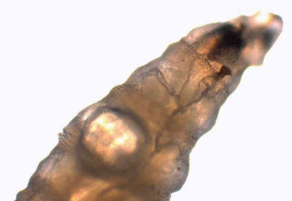 https://cdn.ncbi.nlm.nih.gov/pmc/blobs/1ef5/9557823/9d95c762a372/mtsi-02-5369-g002.jpg