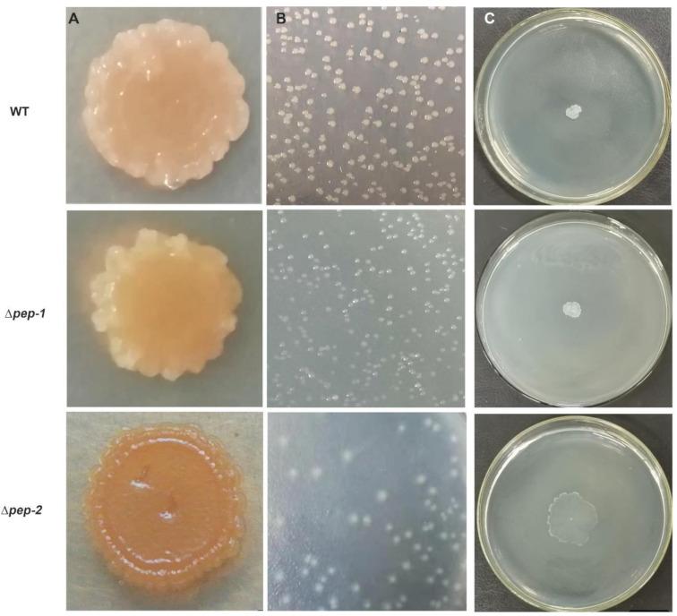 https://cdn.ncbi.nlm.nih.gov/pmc/blobs/1ef6/7911366/3690467c7030/microorganisms-09-00289-g004.jpg