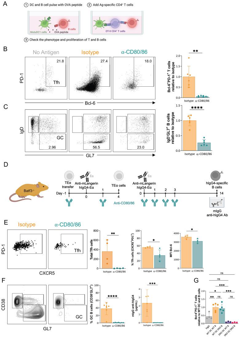 https://cdn.ncbi.nlm.nih.gov/pmc/blobs/1efd/12315773/8b49988e3f28/fimmu-16-1611812-g005.jpg