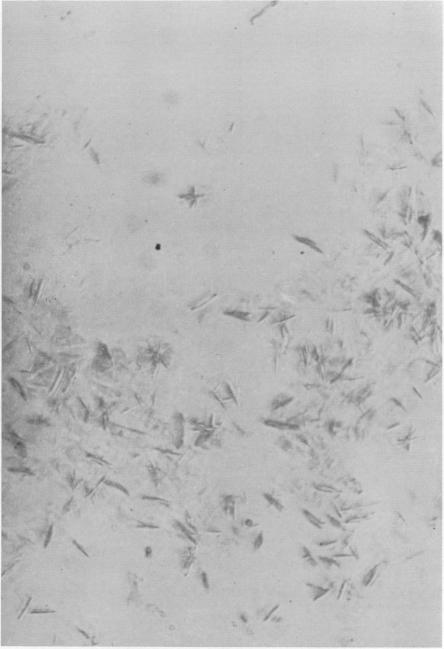 https://cdn.ncbi.nlm.nih.gov/pmc/blobs/1efd/223246/97939fade7c5/pnas00216-0077-a.jpg