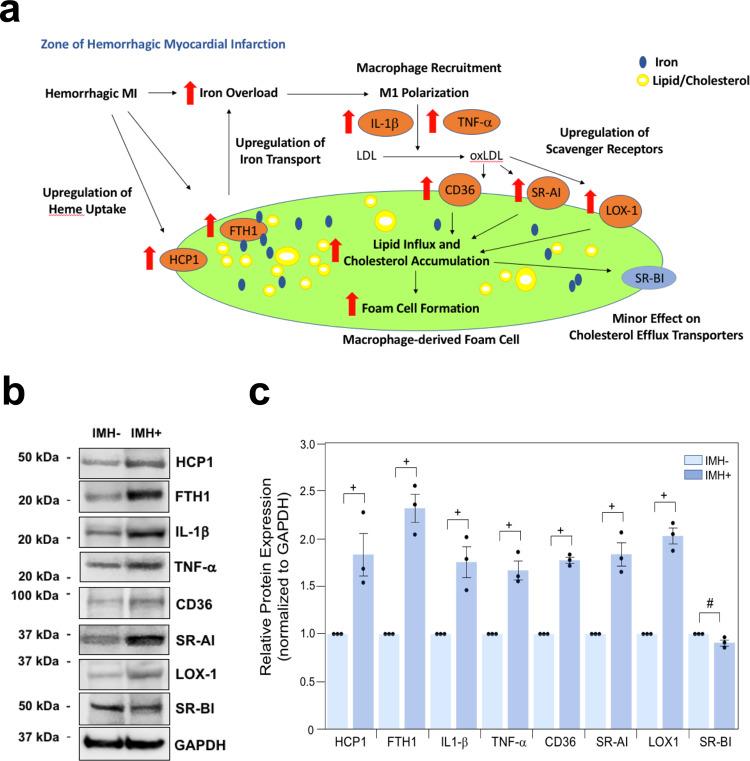 https://cdn.ncbi.nlm.nih.gov/pmc/blobs/1f02/9613644/036b222fbbbf/41467_2022_33776_Fig8_HTML.jpg