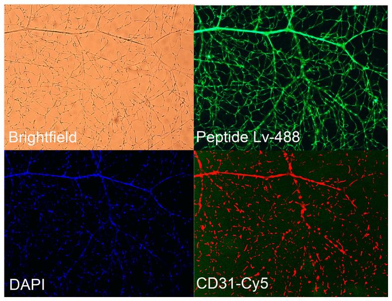 https://cdn.ncbi.nlm.nih.gov/pmc/blobs/1f03/10296961/472893c33cff/cells-12-01651-g001.jpg