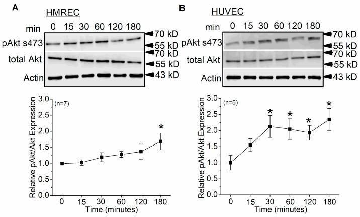 https://cdn.ncbi.nlm.nih.gov/pmc/blobs/1f03/10296961/67c4dae9454d/cells-12-01651-g005.jpg