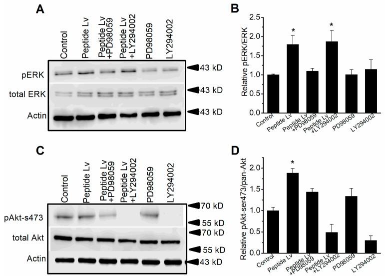 https://cdn.ncbi.nlm.nih.gov/pmc/blobs/1f03/10296961/70e2103389ea/cells-12-01651-g008.jpg