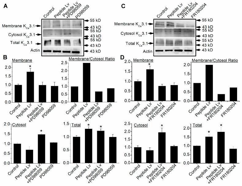 https://cdn.ncbi.nlm.nih.gov/pmc/blobs/1f03/10296961/9ca60c7f7fb2/cells-12-01651-g004.jpg
