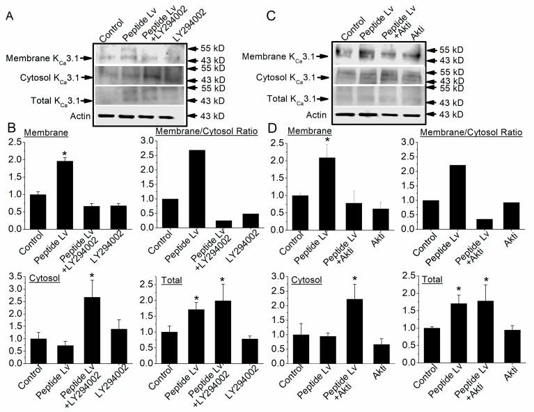 https://cdn.ncbi.nlm.nih.gov/pmc/blobs/1f03/10296961/e53f458f5c2f/cells-12-01651-g007.jpg