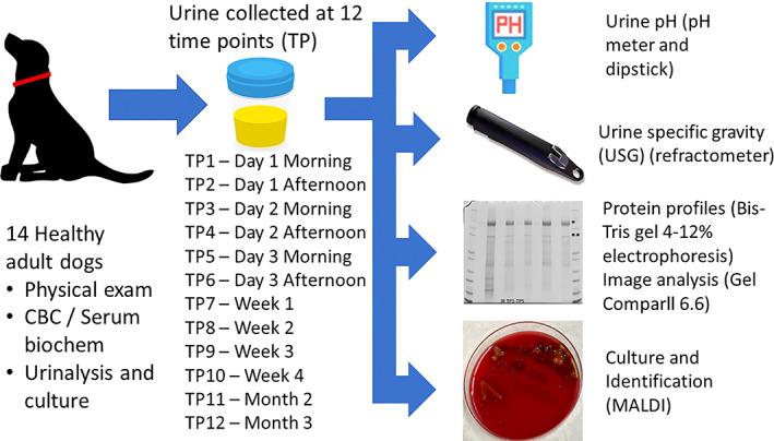 https://cdn.ncbi.nlm.nih.gov/pmc/blobs/1f03/10658500/3ddc215cba6e/JVIM-37-2219-g006.jpg