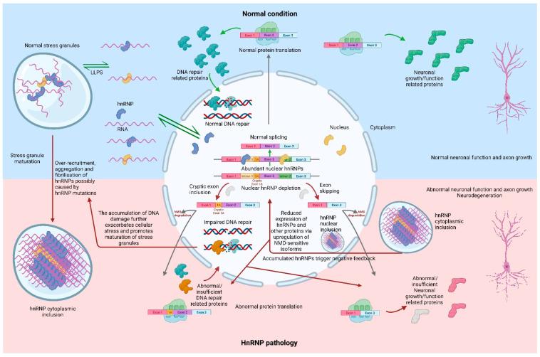 https://cdn.ncbi.nlm.nih.gov/pmc/blobs/1f04/10297297/b613301f7bc9/cells-12-01633-g001.jpg