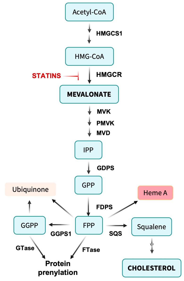 https://cdn.ncbi.nlm.nih.gov/pmc/blobs/1f0a/10417177/627b059e9e4c/cancers-15-03948-g001.jpg