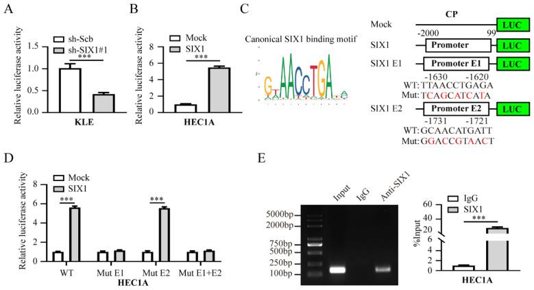 https://cdn.ncbi.nlm.nih.gov/pmc/blobs/1f0a/10878161/beb162a6abfe/ijbsv20p1356g006.jpg