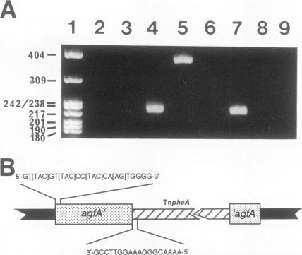 https://cdn.ncbi.nlm.nih.gov/pmc/blobs/1f0c/196092/27387d9fe7a5/jbacter00043-0040-a.jpg