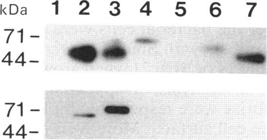 https://cdn.ncbi.nlm.nih.gov/pmc/blobs/1f0c/196092/6d016409eda9/jbacter00043-0039-a.jpg