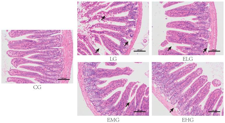 https://cdn.ncbi.nlm.nih.gov/pmc/blobs/1f0f/11989753/5a863f882400/ijms-26-03209-g001.jpg