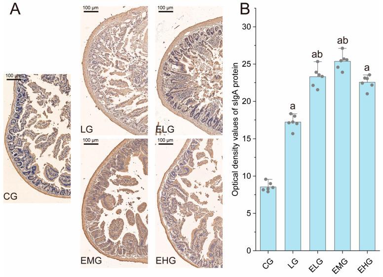 https://cdn.ncbi.nlm.nih.gov/pmc/blobs/1f0f/11989753/ddf4616ffa4a/ijms-26-03209-g004.jpg