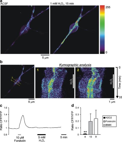 https://cdn.ncbi.nlm.nih.gov/pmc/blobs/1f12/2719740/152d501a55ba/424_2009_672_Fig8_HTML.jpg