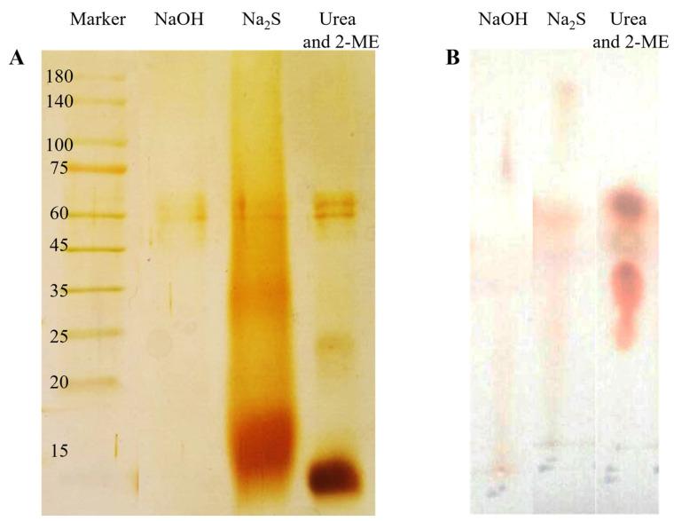 https://cdn.ncbi.nlm.nih.gov/pmc/blobs/1f15/12071990/06cb094f6ca8/ijms-26-04149-g002.jpg