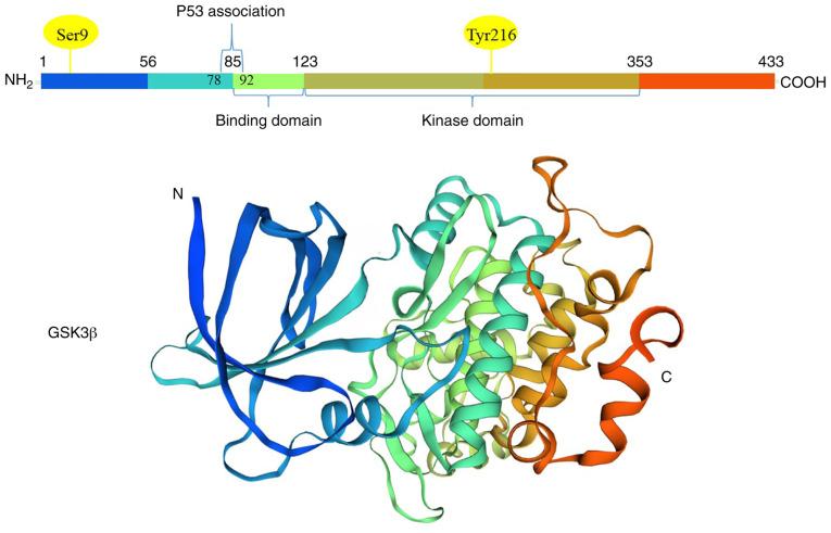 https://cdn.ncbi.nlm.nih.gov/pmc/blobs/1f17/7610307/cb8dafa9b002/OR-44-06-2373-g00.jpg