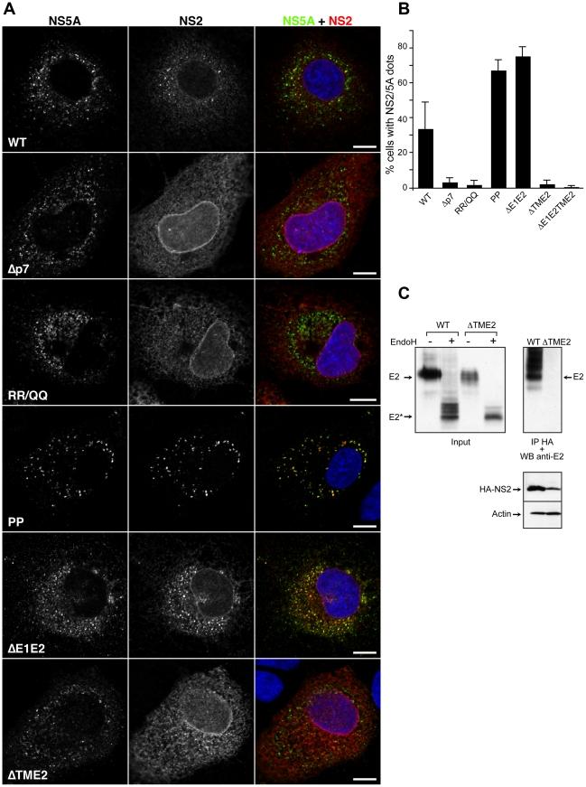 https://cdn.ncbi.nlm.nih.gov/pmc/blobs/1f18/3037360/f8f49ec7c0d4/ppat.1001278.g006.jpg