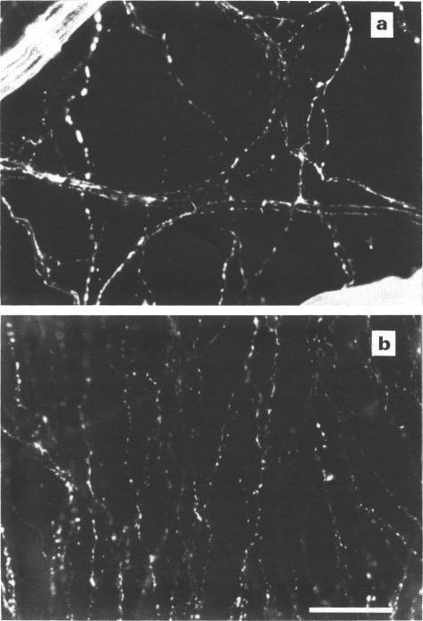 https://cdn.ncbi.nlm.nih.gov/pmc/blobs/1f1a/1917941/c4d94560cbd1/brjpharm00242-0024-a.jpg