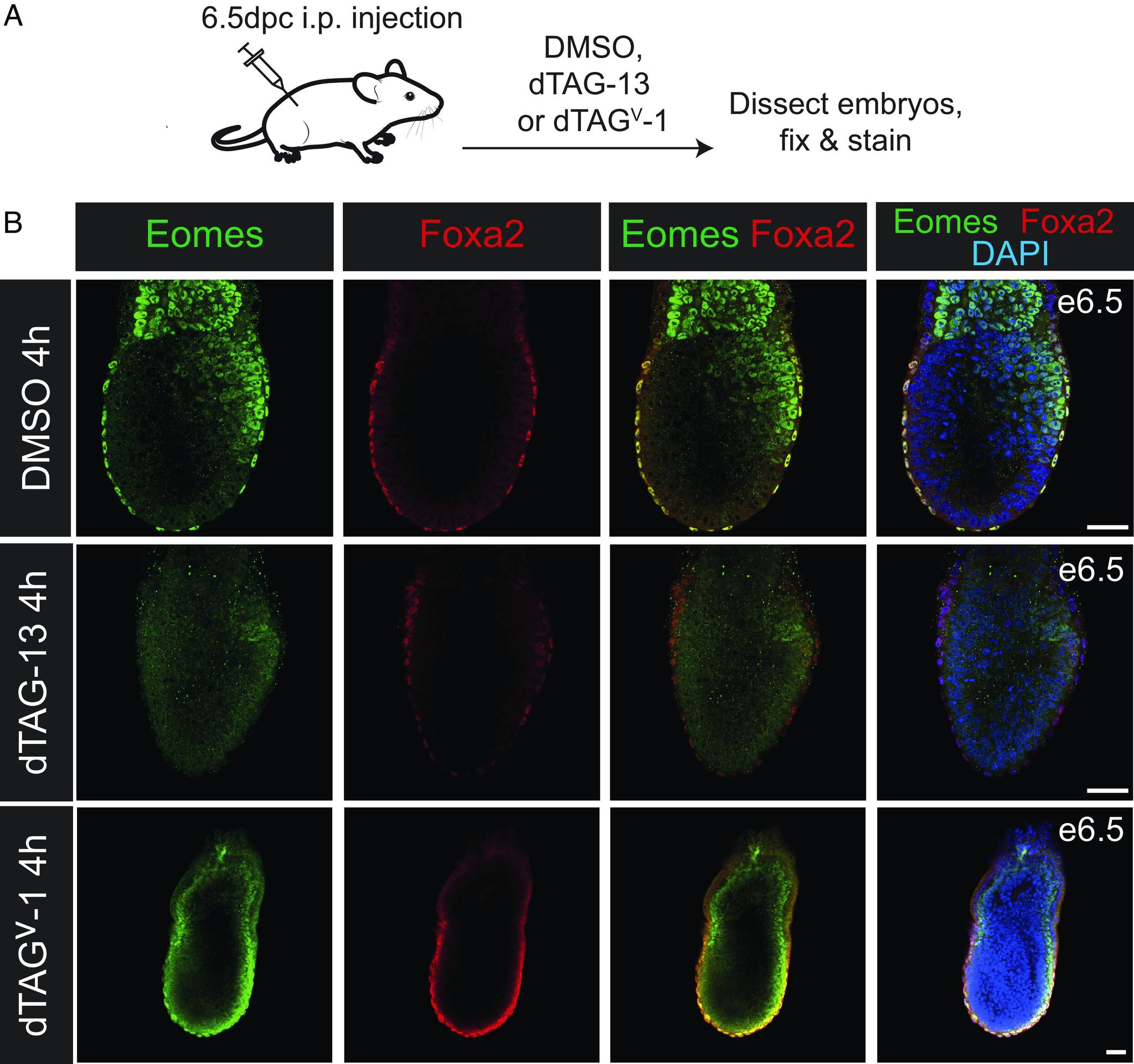 https://cdn.ncbi.nlm.nih.gov/pmc/blobs/1f20/10622880/61d298e85251/pnas.2311946120fig03.jpg