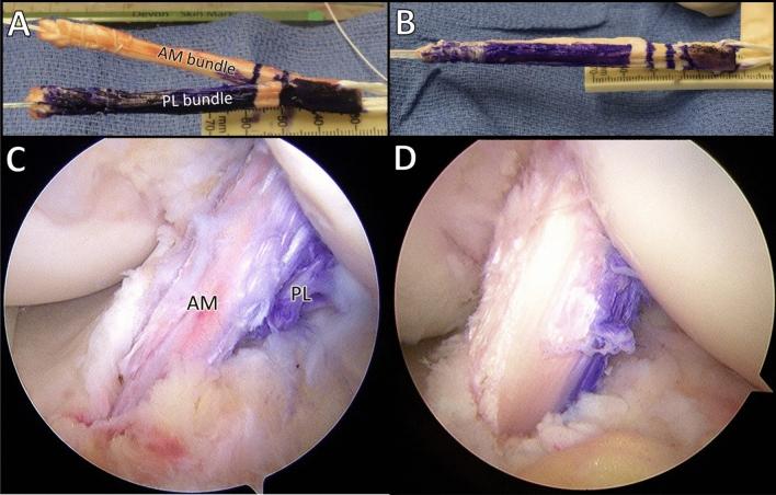https://cdn.ncbi.nlm.nih.gov/pmc/blobs/1f20/8298248/7198ccd8c22b/167_2021_6585_Fig1_HTML.jpg