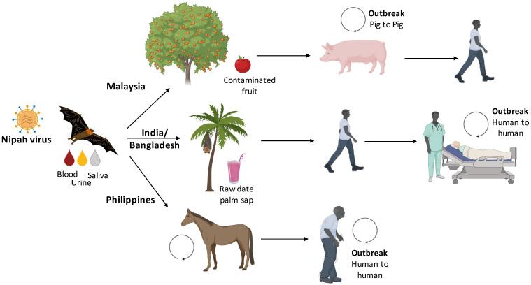 https://cdn.ncbi.nlm.nih.gov/pmc/blobs/1f23/9784551/41c5b18afe86/pathogens-11-01419-g002.jpg