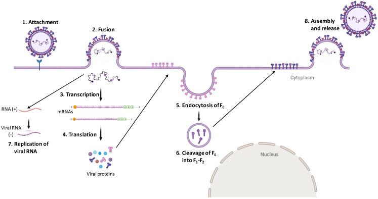 https://cdn.ncbi.nlm.nih.gov/pmc/blobs/1f23/9784551/fdd9907b1422/pathogens-11-01419-g004.jpg