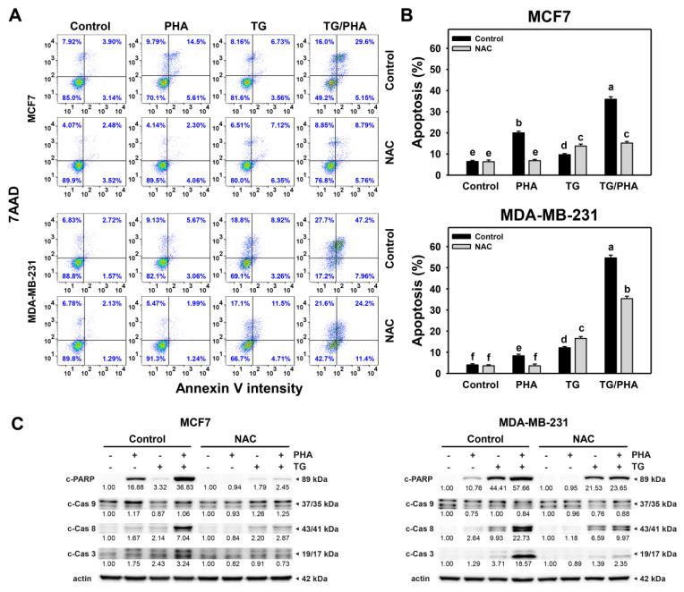 https://cdn.ncbi.nlm.nih.gov/pmc/blobs/1f25/10218805/b3287c62943d/ijms-24-08853-g007.jpg