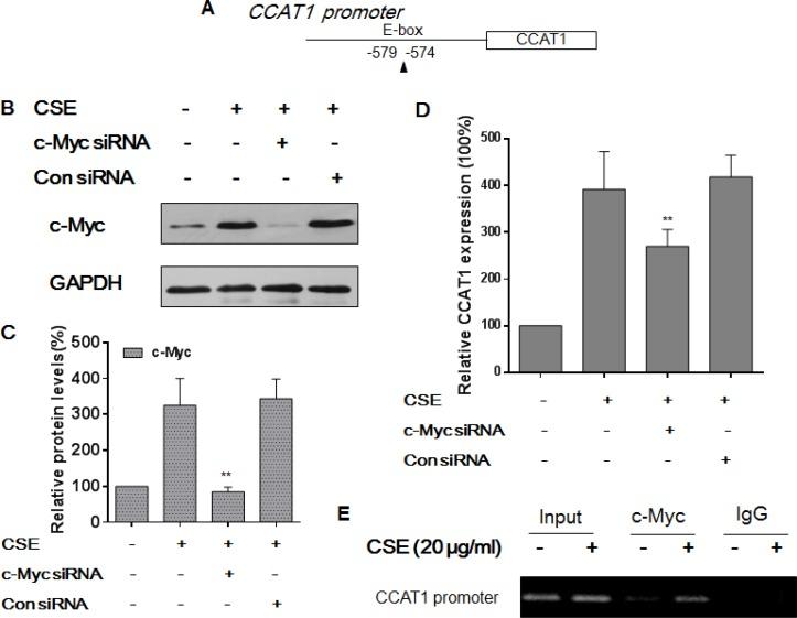https://cdn.ncbi.nlm.nih.gov/pmc/blobs/1f29/5386684/6eddaef41779/oncotarget-08-19285-g003.jpg