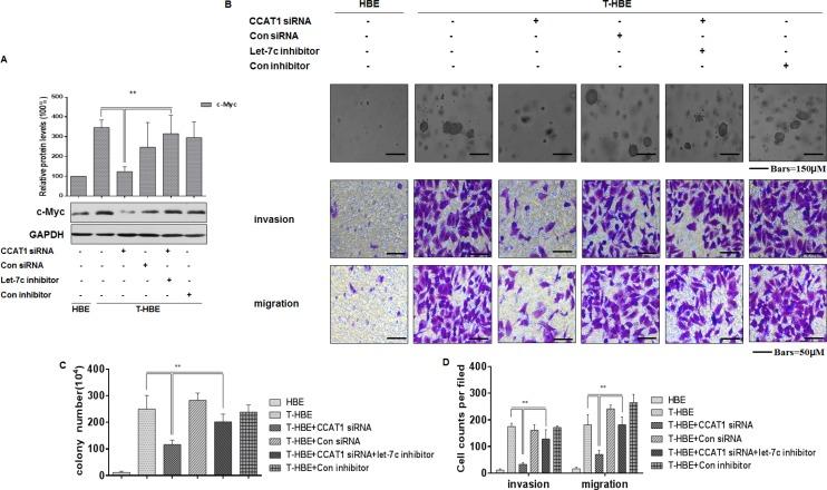 https://cdn.ncbi.nlm.nih.gov/pmc/blobs/1f29/5386684/b71bfd1b251c/oncotarget-08-19285-g006.jpg