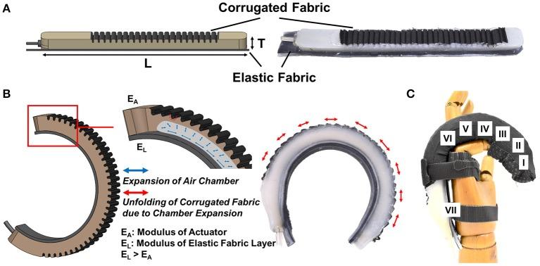 https://cdn.ncbi.nlm.nih.gov/pmc/blobs/1f29/5640819/483f21adb6ce/fnins-11-00547-g0001.jpg