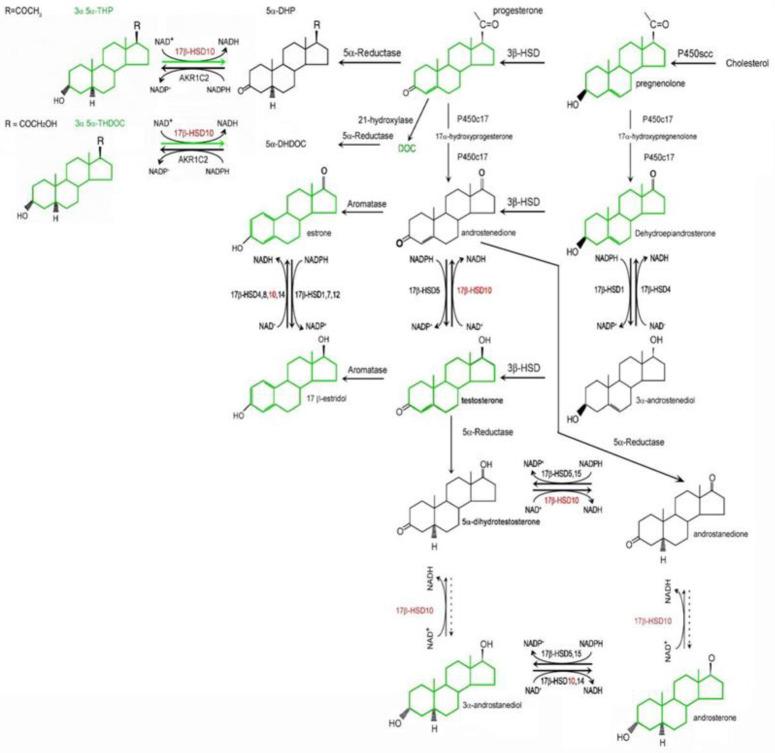 https://cdn.ncbi.nlm.nih.gov/pmc/blobs/1f2e/10743717/079e9769af92/ijms-24-17604-g003.jpg