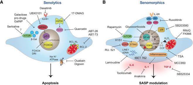https://cdn.ncbi.nlm.nih.gov/pmc/blobs/1f2e/7706700/72043698feeb/1565f04.jpg
