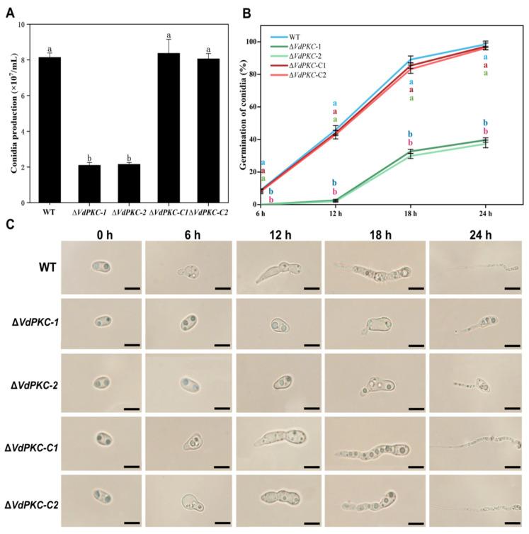 https://cdn.ncbi.nlm.nih.gov/pmc/blobs/1f31/10531995/57cd0d009ab1/ijms-24-14266-g004.jpg