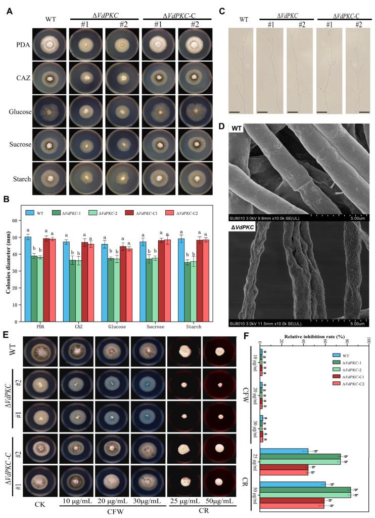 https://cdn.ncbi.nlm.nih.gov/pmc/blobs/1f31/10531995/e4fded4fd599/ijms-24-14266-g003.jpg