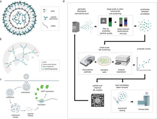 https://cdn.ncbi.nlm.nih.gov/pmc/blobs/1f37/11321627/5aac0ce829da/ADVS-11-2401935-g001.jpg