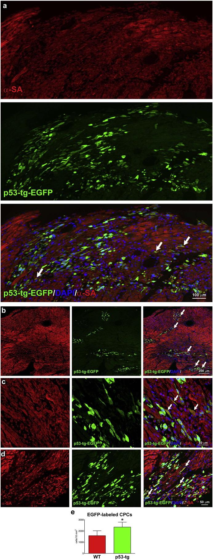 https://cdn.ncbi.nlm.nih.gov/pmc/blobs/1f37/5474510/17e6bbccd4bb/gr7.jpg