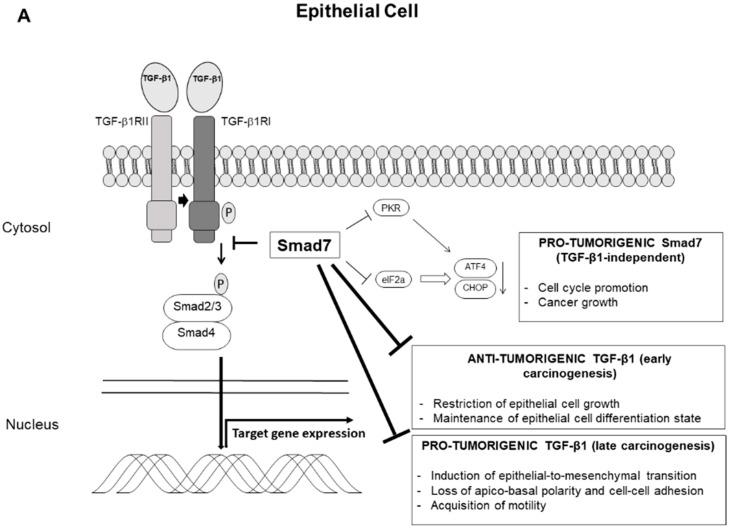 https://cdn.ncbi.nlm.nih.gov/pmc/blobs/1f39/6563107/782feb779069/cancers-11-00612-g001a.jpg