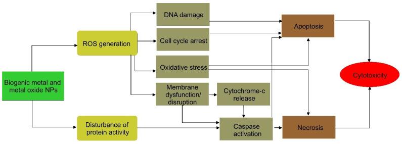 https://cdn.ncbi.nlm.nih.gov/pmc/blobs/1f3a/10301310/83775e2574c4/pharmaceutics-15-01650-g005.jpg