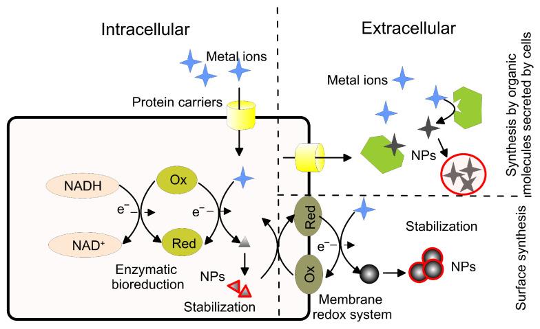 https://cdn.ncbi.nlm.nih.gov/pmc/blobs/1f3a/10301310/921608969a6a/pharmaceutics-15-01650-g004.jpg