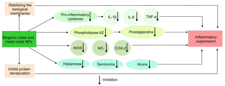 https://cdn.ncbi.nlm.nih.gov/pmc/blobs/1f3a/10301310/bd483c48126c/pharmaceutics-15-01650-g007.jpg